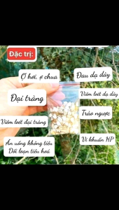 Hạt sành ( hạt sang) dạ dày hạt già ruột trắng 1 gói 10 hạt cắt lát sẵn