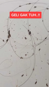 Obat Ampuh Kutu rambut anak anak Pembersih Telor Kutu Minyak Rambut Pembasmi Kutu Herbal original Bpom