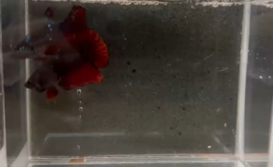 Premium Avatar Vampire Betta Fish PAIR (Male + Female HMPK) - High Quality A grade Avatar Breeding Pair | Ikan Laga Living Fish