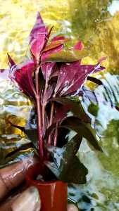 tanaman air aquascape althenathera sesilis per pot promo