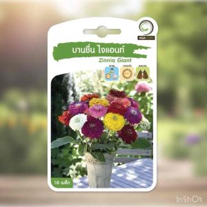 เมล็ดดอกบานชื่น ไจแอนท์ ดอกใหญ่ สวย หลายสี ทนร้อน ต้นสูง แข็งแรง