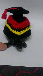 Temsuk : ชุดเต่า ชุดเต่าบก ชุดเต่าซูคาต้า ลายชุดปริญญา 🎓