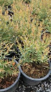 สนหอม ไล่ยุง พุ่มสวยงาม กระถาง 5 นิ้ว และ 11 นิ้ว