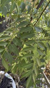 Fresh Curry Leaves 100grms Pack Sealed Leafy Vegetables