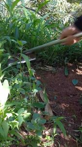 Alat garukan Gulma Rumput liar bahan Gergaji asli super tajam Gagang Pipa Besi Sangat Kuat