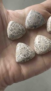 ❤️❤️Fossil Coral Stones Cabochon in Triangle Shape 5 Pcs ❤️❤️