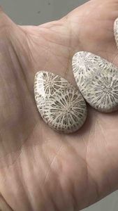 ❤️❤️Fossil Coral Stones Cabochon in Big Teardrop Shapes 4 pcs ❤️❤️