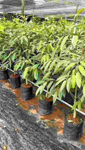 ต้นทุเรียนเสียบยอดสายพันธุ์หมอนทองอายุ 18 เดือน