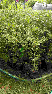 Bibit Pohon Ketapang/ketepeng Kencana ( 30-50cm )