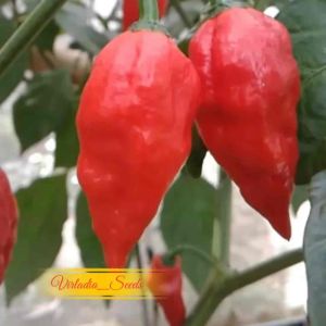 [Virladia Seeds] Biji Benih tanaman Cabe Caramel Bhut Jolokia