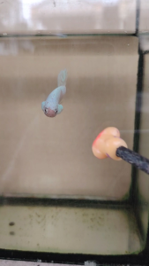 Haftmoon Plakat Betta Fish - Celio Fancy
