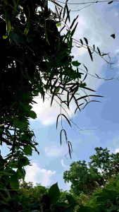 ใบตดหมูตดหมา200ใบสด