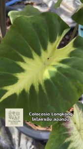 โคโลคาเซีย ลองกอง (Colocasia Longkong )ไม้ฟอกอากาศ ไม้มงคล ไม้ประดับ ไม้แต่งสวน ราคาถูกสุดๆ ไม้ด่าง ไม้หายาก