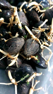 bibit benih kecambah polong sawit LONSUM DXP UNGGUL