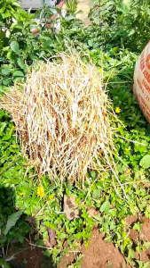 Akar alang alang segar 1kg - akar alang alang segar - akar alang alang segar fress 1kg - akar eurih segar