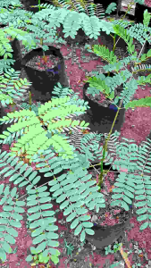 tanaman solobium parahyba pakis brazil tinggi 50cm