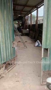 bột premix vỗ béo heo thịt 1kg – hỗ trợ tăng ăn phát triển thể trạng cải thiện ngoại hình heo