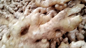 1kg LEMPUYANG SEGAR BIBIT LEMPUYANG TERMURAH LEMPUYANG BASAH /BONGGOL LEMPUYANG