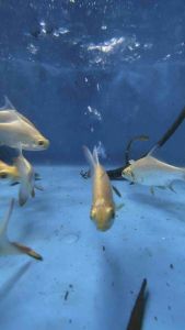 Golden Tinfoil Barb/ Ikan Lampam Emas /Livefish/ Freshwater