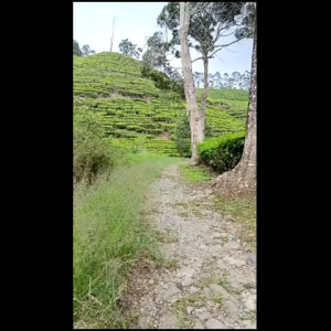 Jaket Gelembung Anak: Jaket Puffer Anak Pria & Wanita