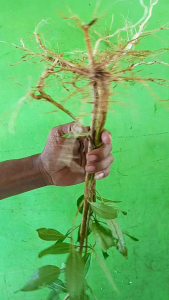 Akar Kayu Senggani Alami untuk Aquascape