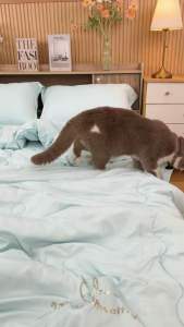 ชุดผ้านวมไหมญี่ปุ่นเย็น โทนสีพาสเทล ครบเซ็ต6ชิ้น นุ่ม ลื่น เย็นสบาย กันไรฝุ่น ไม่ติดขนสัตว์ ห่มได้ทุกฤดู