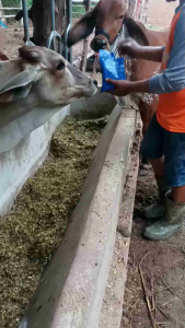 พรีมิกซ์ บำรุงระบบสืบพันธุ์ Selenium 310V วิตามิน