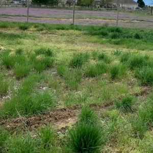 (KEMASAN PREMIUM) BIJI | BENIH BUNGA BLUE MUSTARD FLOWER