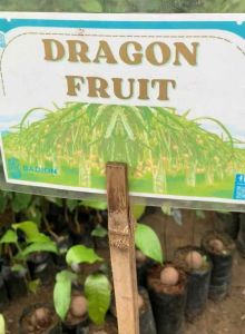 Red Dragon Fruit Cuttings