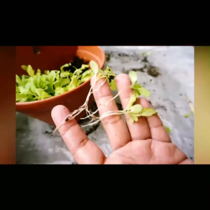 Rooter -3พลัง🌱สูตรเร่งราก🌾เร่งใบ🌱ต้นโตไว🌾สูตรรวมธาตุRooter 500ml.