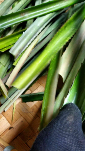 Daun Nanas merah hutan segar 500 gram