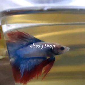 Double Tail Betta