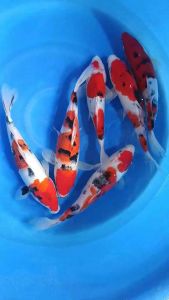 Japan Sanke 30-35cm from Sakai Farm 788 per koi + shipping 50
