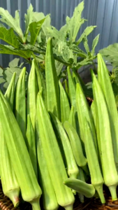 TERLARIS!!! 300 BIJI BENIH OKRA HIJAU SUPER UNGGUL bibit benih okra mudah tumbuh