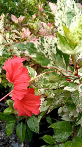 ชบาสามสี หรือชบาด่าง กระถาง 11 นิ้ว ต้นสวยและแข็งแรง (กทม)