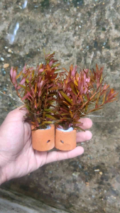 rotala hra media pot tanaman aquascape