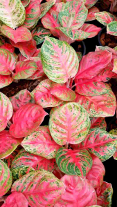 สมบัติสยาม อโกลนีมา สมบัติสยาม Aglaonema sp. ‘Sombatsiam’ ส่งพร้อมกระถางดำ 6นิ้ว