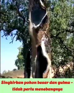 Red Magic Organic Beli 3 gratis 1 Kontak Racun Obat Pembasmi dan Pembersih Tanaman Rumput liar Gulma