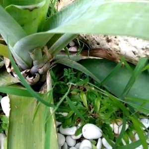 Sepatu Anak Working Kids A01 Terbaru