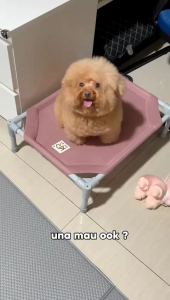 Paw & Dry Shampoo Kering Untuk Kucing Anabul Dan Anjing Grooming Tanpa Bilas 100 ML | REMOV