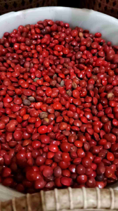 Buah sogo - biji saga besar - biji saga merah - biji saga merah non corak