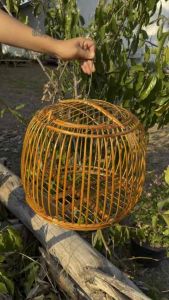 กรงนกเขาใหญ่ ทรงกลองหัวลวด 2 ชั้น เล็กน้อย สีเหลืองทอง คลินิกเคลือบเงา