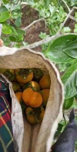 พลับ P2 ออแกนิก