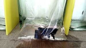 [ปลากัดสายเหนือ k1 เทา คราม "1.2-1.8" ปลากัดสายเหนือ k1 เทา คราม 1.2-1.8]