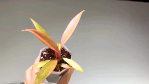 Carmel marble philodendron rare ด่างชมพูพีทสีสวยหายาก   ไม้เนื้อเยื่ออนุบาลอนุบาลพร้อมส่ง สวนคัดต้นส่ง กระถางขนาด 4-5นื้ว