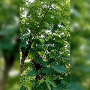 30 BIJI BENIH KALIANDRA MERAH KUALITAS SUPER (TANAMAN PAKAN TERNAK)
