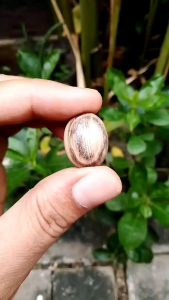 Batu Akik  Mustika Galih kelor Puser Bumi
