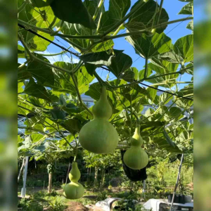 5 BIJI BENIH TANAMAN LABU BOTOL BIRDHOUSE (REPACK)