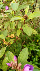 Princess Flower/Bush Glory seedlings Tibouchina urvilleana