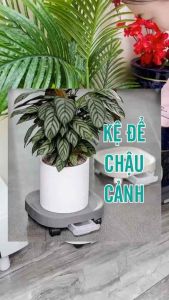 Đế Lót Chậu Hoa Cây Cảnh Đế Kê Chậu Cây Có Khay Hứng Nước Bánh Xe Tiện Lợi Có Khoá Chốt Bánh Xe Đế Chậu Cây Đa Năng
